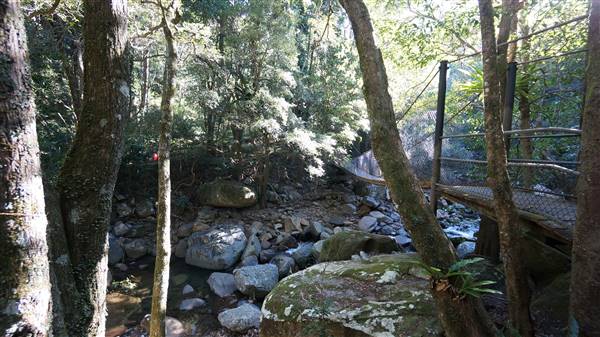Minnamurra Rainforest Walk - Budderoo National Park (2/07/2016 - Credits: Mary Barltrop)
