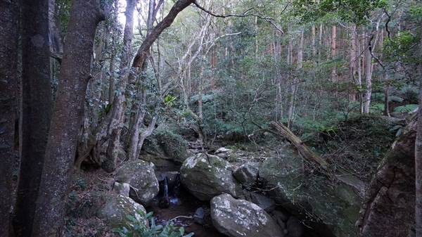 Minnamurra Rainforest Walk - Budderoo National Park (2/07/2016 - Credits: Mary Barltrop)