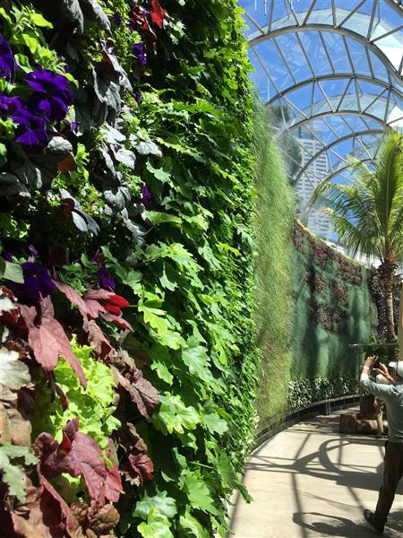 The Calyx - Royal Botanic Garden Sydney (11/11/2016)