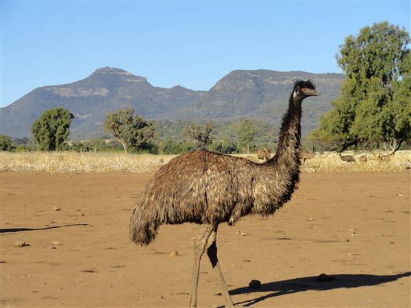 Emu Logic (17/01/2017)