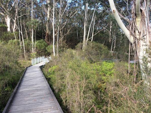 The Gully Walk, Katoomba (formerly Catalina Park) (24/05/2017 - Credits: Robyn Bersten)