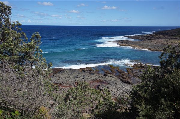 Bass Point Reserve (2/02/2018 - Credits: Mary Barltrop)