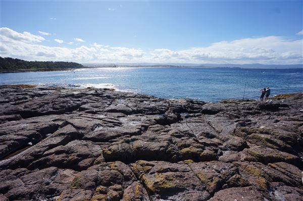 Bass Point Reserve (2/02/2018 - Credits: Mary Barltrop)