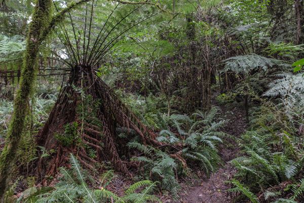 Cathedral of Ferns - Mount Wilson (31/10/2018)