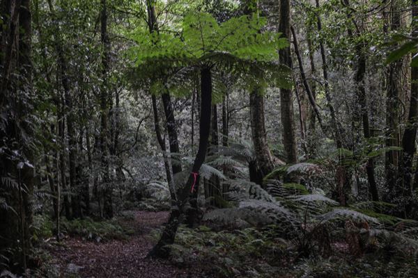 Cathedral of Ferns - Mount Wilson (31/10/2018)