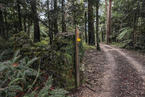 Cathedral of Ferns - Mount Wilson (31/10/2018)