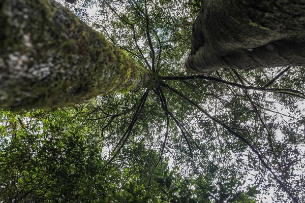 Cathedral of Ferns - Mount Wilson (31/10/2018)