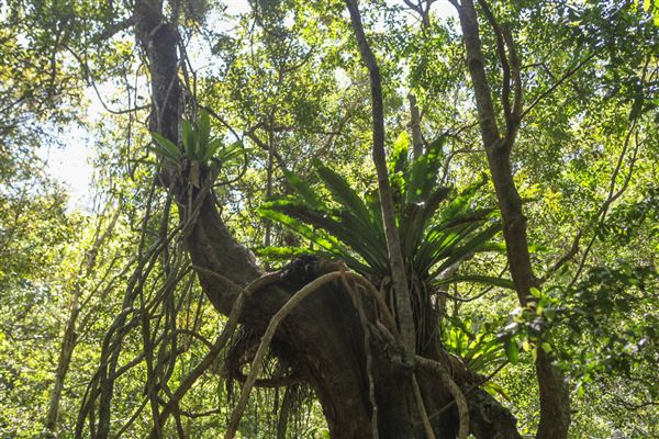 Minnamurra Rainforest Walk - Budderoo National Park (30/10/2018)