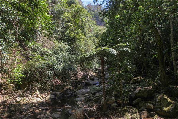 Minnamurra Rainforest Walk - Budderoo National Park (30/10/2018)