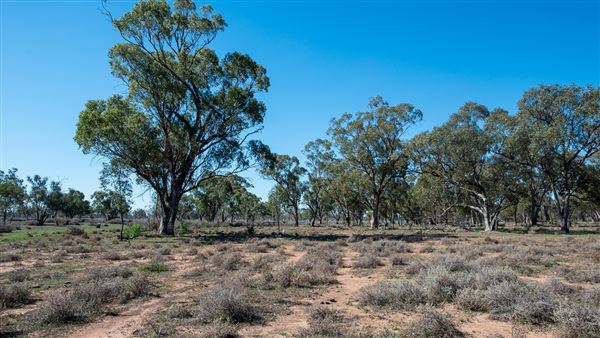 Curlewis (21/09/2018 - Credits: Colin McDougall)