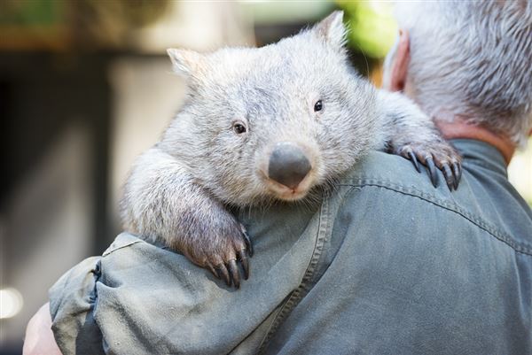 The Australian Reptile Park (25/02/2019 - Credits: Australian Reptile Park)