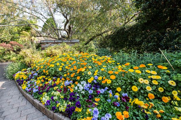 Camelia Gardens (16/07/2019)