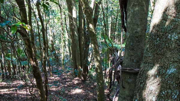 Glengariff Estate Rainforest (15/10/2019 - Credits: Jeremy Peek)