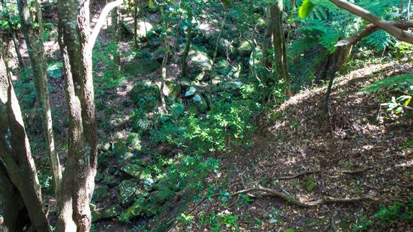 Glengariff Estate Rainforest (15/10/2019 - Credits: Jeremy Peek)