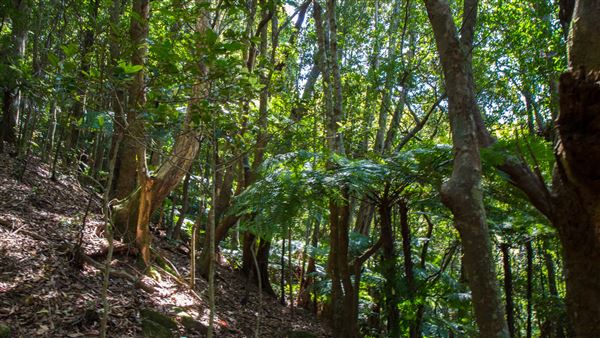 Glengariff Estate Rainforest (15/10/2019 - Credits: Jeremy Peek)