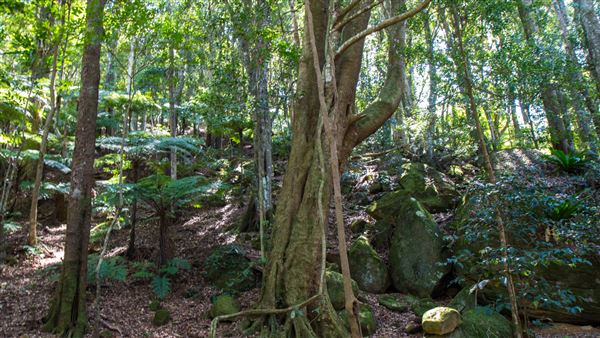 Glengariff Estate Rainforest (15/10/2019 - Credits: Jeremy Peek)