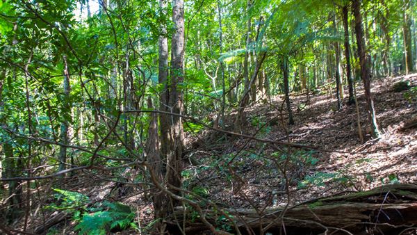 Glengariff Estate Rainforest (15/10/2019 - Credits: Jeremy Peek)