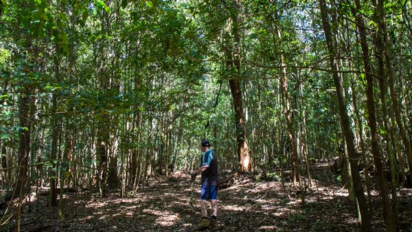 Glengariff Estate Rainforest (15/10/2019 - Credits: Jeremy Peek)