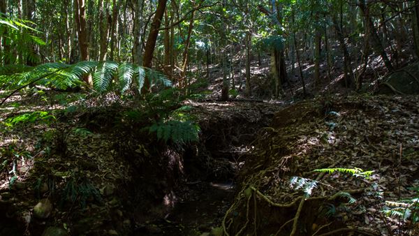 Glengariff Estate Rainforest (15/10/2019 - Credits: Jeremy Peek)