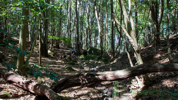 Glengariff Estate Rainforest (15/10/2019 - Credits: Jeremy Peek)