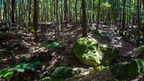 Glengariff Estate Rainforest (15/10/2019 - Credits: Jeremy Peek)