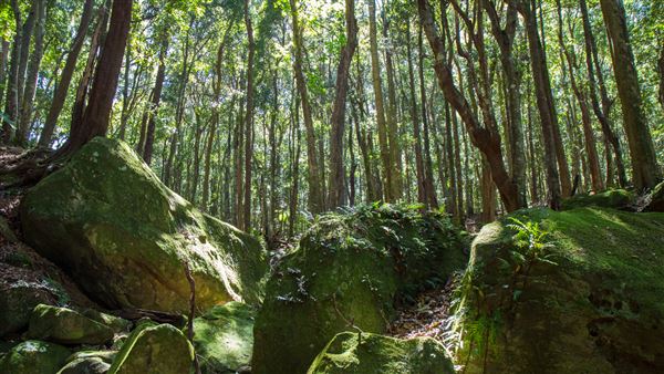 Glengariff Estate Rainforest (15/10/2019 - Credits: Jeremy Peek)