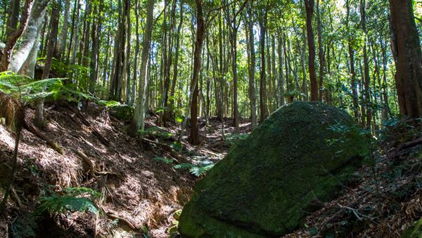 Glengariff Estate Rainforest (15/10/2019 - Credits: Jeremy Peek)