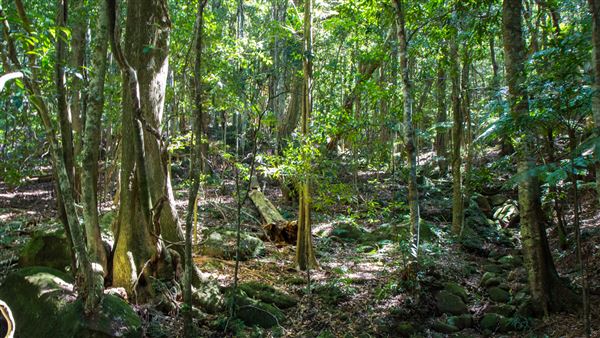 Glengariff Estate Rainforest (15/10/2019 - Credits: Jeremy Peek)