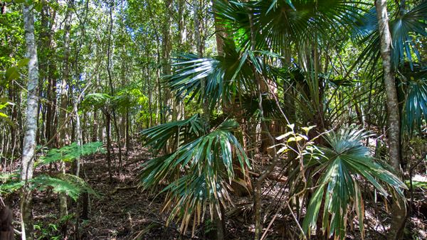 Glengariff Estate Rainforest (15/10/2019 - Credits: Jeremy Peek)