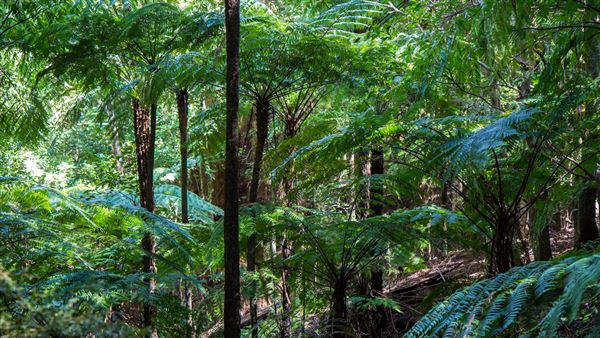 Glengariff Estate Rainforest (15/10/2019 - Credits: Jeremy Peek)