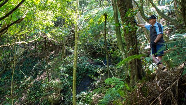 Glengariff Estate Rainforest (15/10/2019 - Credits: Jeremy Peek)