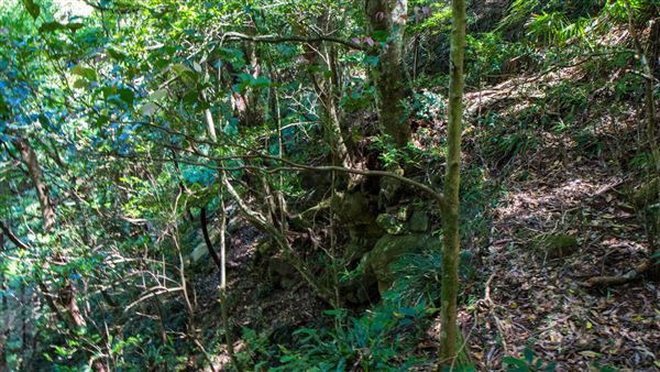 Glengariff Estate Rainforest (15/10/2019 - Credits: Jeremy Peek)