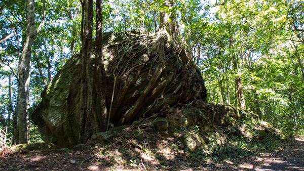 Glengariff Estate Rainforest (15/10/2019 - Credits: Jeremy Peek)
