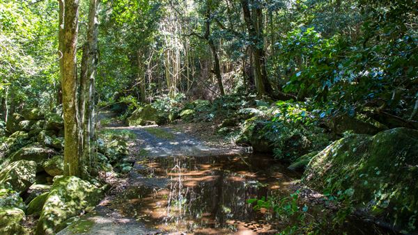 Glengariff Estate Rainforest (15/10/2019 - Credits: Jeremy Peek)