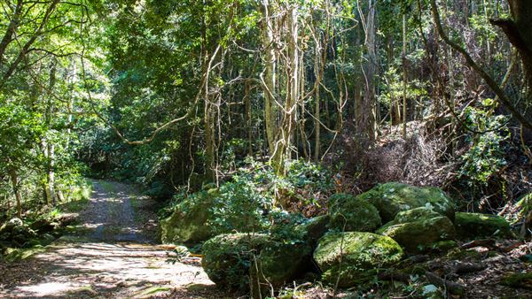 Glengariff Estate Rainforest (15/10/2019 - Credits: Jeremy Peek)