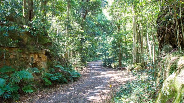 Glengariff Estate Rainforest (15/10/2019 - Credits: Jeremy Peek)