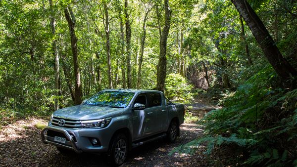 Glengariff Estate Rainforest (15/10/2019 - Credits: Jeremy Peek)
