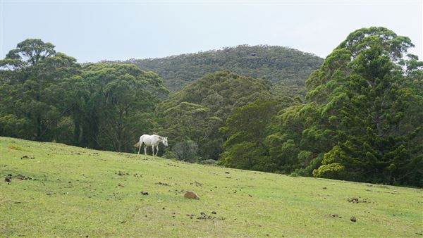 Otford Farm - The Pines Paddock with Jungle Gully (19/11/2019 - Credits: Screen NSW)