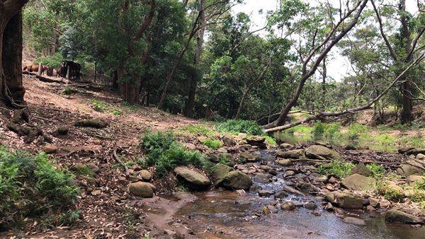 Otford Farm - The Pines Paddock with Jungle Gully (19/11/2019 - Credits: Screen NSW)