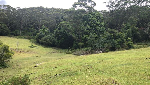 Otford Farm - The Pines Paddock with Jungle Gully (19/11/2019 - Credits: Screen NSW)