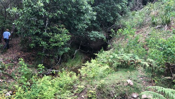 Otford Farm - The Pines Paddock with Jungle Gully (19/11/2019 - Credits: Screen NSW)
