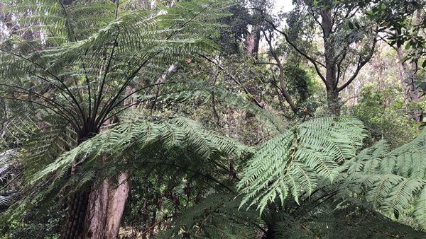 Otford Farm - The Pines Paddock with Jungle Gully (19/11/2019 - Credits: Screen NSW)