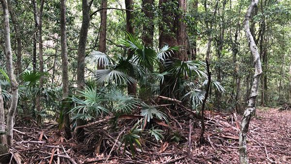 Otford Farm - The Pines Paddock with Jungle Gully (19/11/2019 - Credits: Screen NSW)