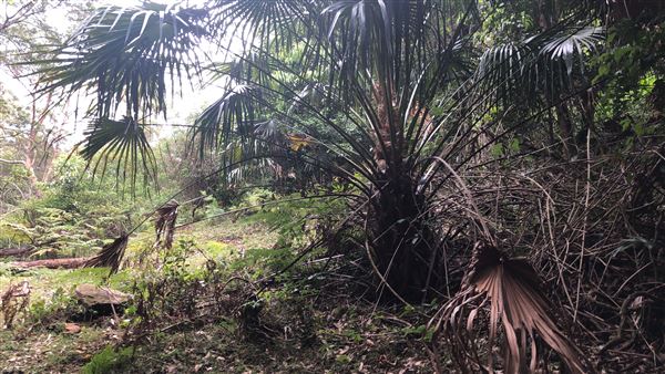 Otford Farm - The Pines Paddock with Jungle Gully (19/11/2019 - Credits: Screen NSW)