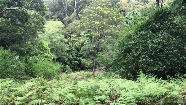 Otford Farm - The Pines Paddock with Jungle Gully (19/11/2019 - Credits: Screen NSW)