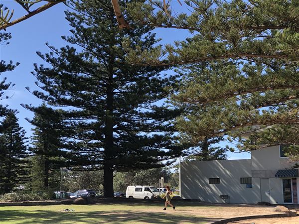 Avalon Beach (19/11/2020 - Credits: Cheryl Conway)