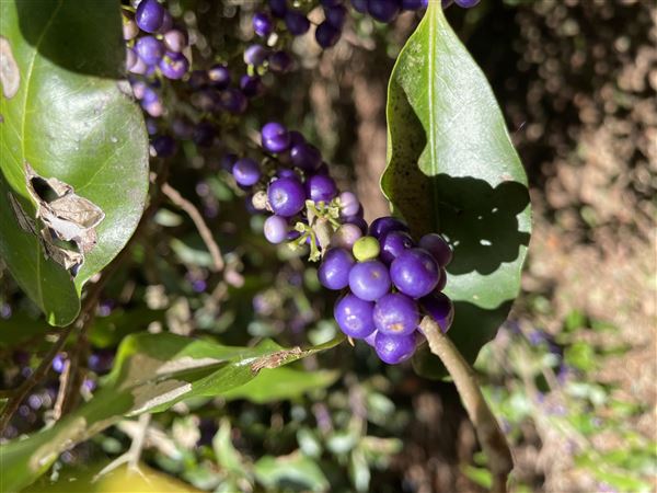 The Australian Botanic Garden Mount Annan (27/03/2021 - Credits: Screen NSW Mechele Axford)