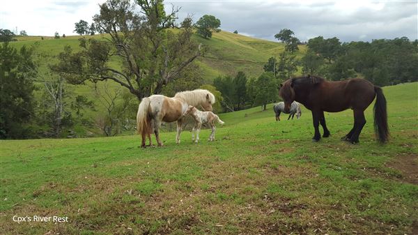 Blue Mountains (28/06/2023 - Credits: Julie Miller)