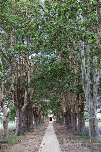 Avenue of Trees (18/04/2024 - Credits: Maitland City Council)