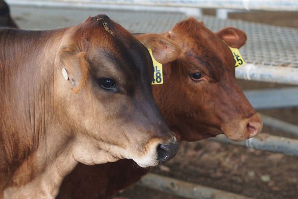 Tocal Farm (23/05/2019 - Credits: Tocal College)